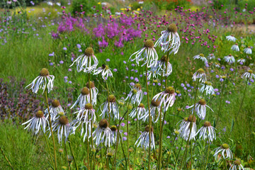 Cone flowers in a meadow