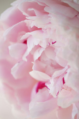 Obraz na płótnie Canvas Peony pink flower close up beautiful macro photo