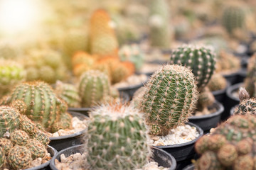 Closeup of Succulent Plant
