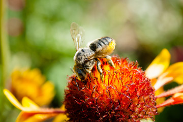 Bee on a flower