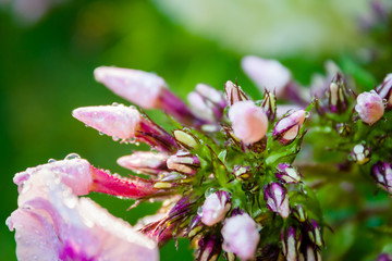 Phlox flower