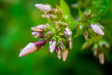Phlox flower