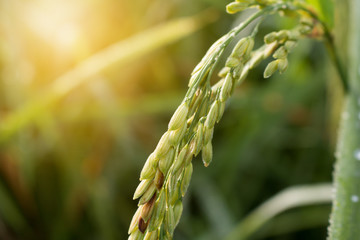 rice spike in Paddy field on autumn