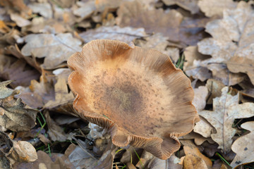 Armillaria ostoyae mushroom
