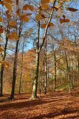 Fototapeta na wymiar Herbstwald - bunte Herbstlandschaft -Herbstsonne - Herbstspaziergang 