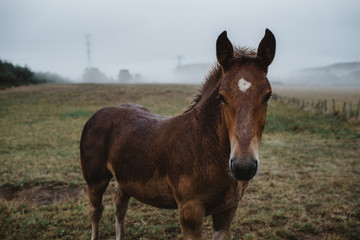 Naklejka na ściany i meble Horse portrait looking at the camera in foggy landscape