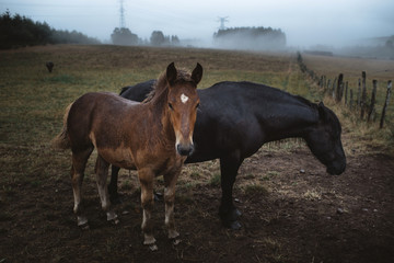 Two horses in rainy day in foggy landscape