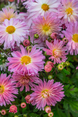 Natural background of bright purple chrysanthemums. Beautiful floral bouquet. © abrilla