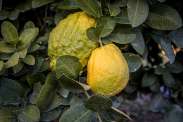 Big Citron lemon on branch of hyrid lemon tree.