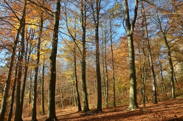 Fototapeta na wymiar Leuchtend bunter Herbstwald - Herbstlandschaft - Herbstsonne - Herbstspaziergang 
