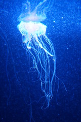 jelly fish