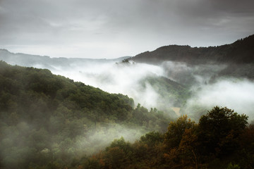 Forest with fog over the mountains