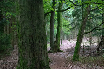 Woodland / Forest with hiking track in the Lueneburger Heath, Germany