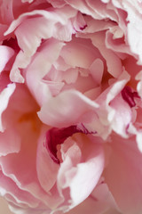 Peony pink flower close up macro background photo