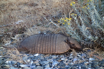 Armadillo