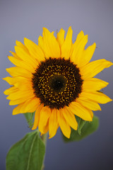 Obraz premium Beautiful sunflower close up macro photo on colored background