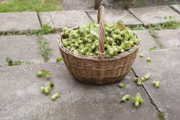 Large and full basket of hazel