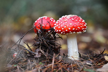 Fliegenpilz