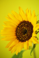 Beautiful sunflower close up macro photo on colored background