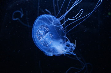 jellyfish