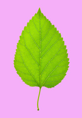 Green leaf isolated on pink background.