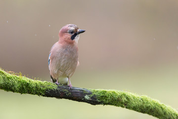 Birds - Jay (Garrulus glandarius)