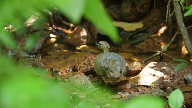 Wild great tinamou (Tinamus major) drinking water in guiana amazonian forest