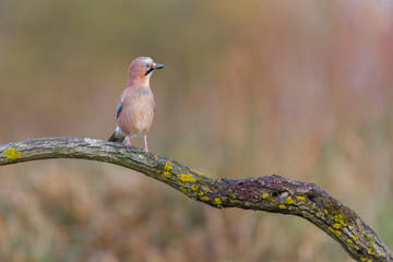 Birds - Jay (Garrulus glandarius)