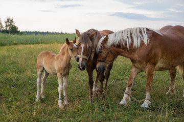 Fototapeta na wymiar horses in the field 