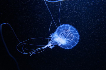 jellyfish