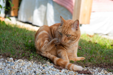 Un chat qui se gratte.