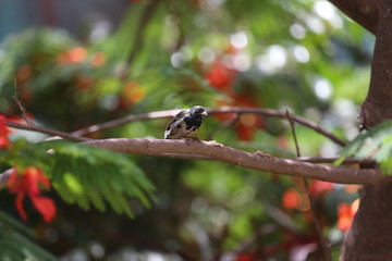 fotografias de aves varias  © Miguel
