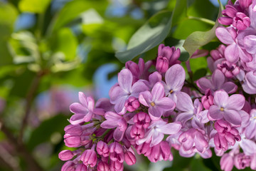  lilac blossoms on branches