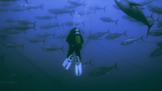 Taucher kontrolliert einen Schwarm von Blauflossen-Thunfischen in einer traditionellen Tonnara vor Sardinien