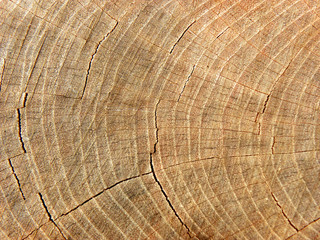 Naklejka premium деревянный фон текстуры, вырубленная древесина с годовыми кольцами