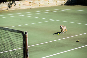 Doggie Tennis