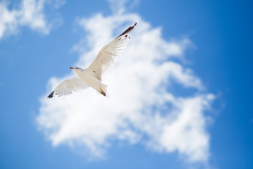Seagull 