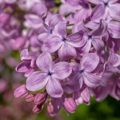  lilac blossoms on branches