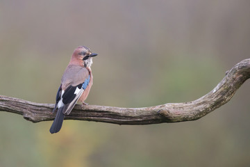 Birds - Jay (Garrulus glandarius)