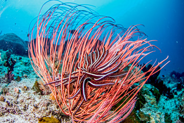 Fototapeta na wymiar Beautiful, colorful, and healthy coral reef underwater from tropical Indonesia