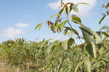 Cassava tree in field