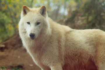 Obraz premium White wolf in forest