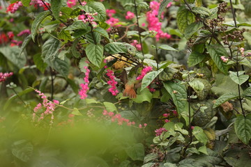 fotografias de aves varias 