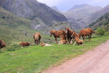 Fototapeta na wymiar Caballos en Pirineo