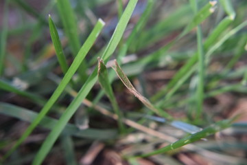 Blade of grass