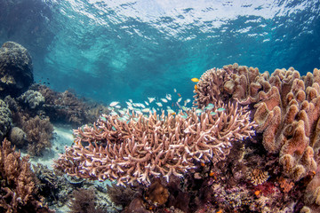 Beautiful, colorful, and healthy coral reef underwater from tropical Indonesia