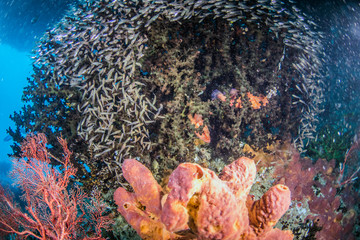 Beautiful, colorful, and healthy coral reef underwater from tropical Indonesia
