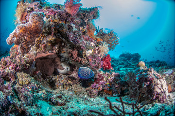 Beautiful, colorful, and healthy coral reef underwater from tropical Indonesia