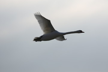 fotografias de aves varias 