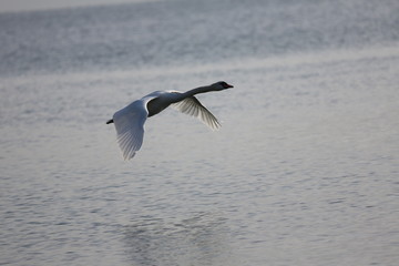 fotografias de aves varias 